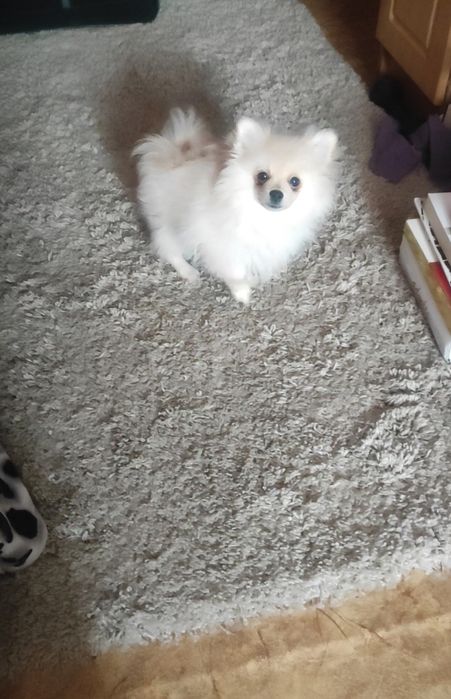 Продам щенка померанского шпица