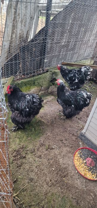 Vand cocosi cochinchina bobat urias