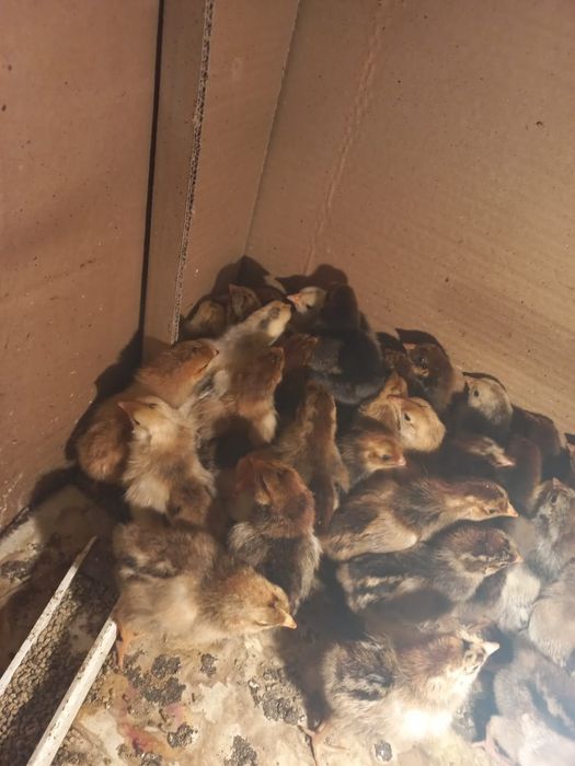 Балапан сатылады