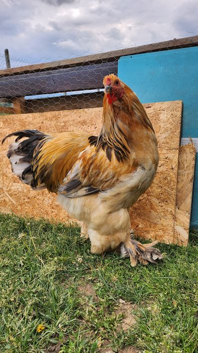 Cocoș Brahma vârstă de 6 luni