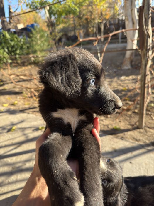 Щеночки, кушиктер бар.