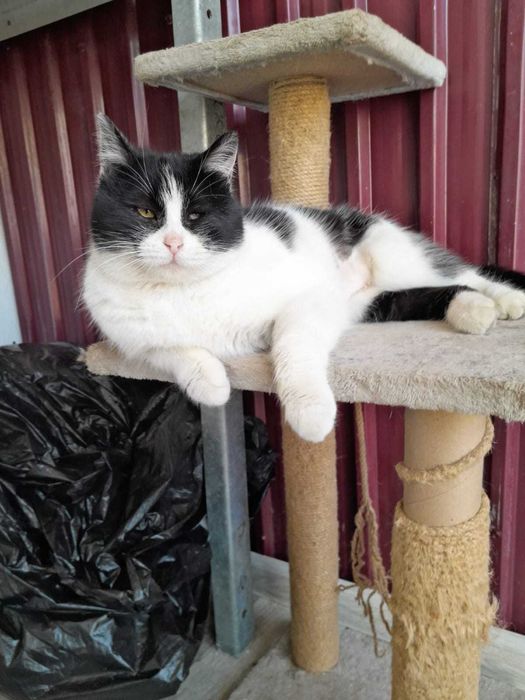 Ищем дом для кошечки