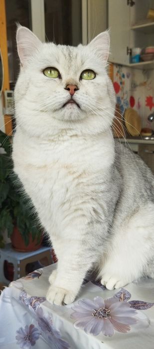 Вязка красивого кота!