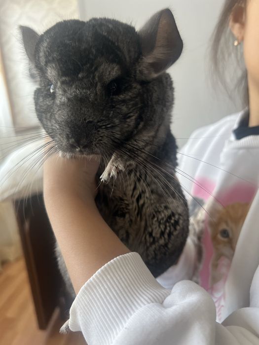 Продам шиншиллу вместе с клеткой