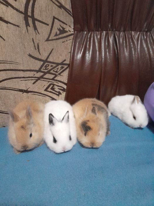 Iepurasi pitici pt copii cuminti