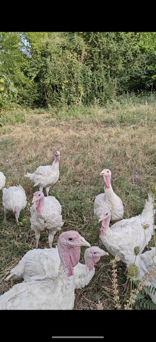 Б 6 куркалар СОТИЛАДИ