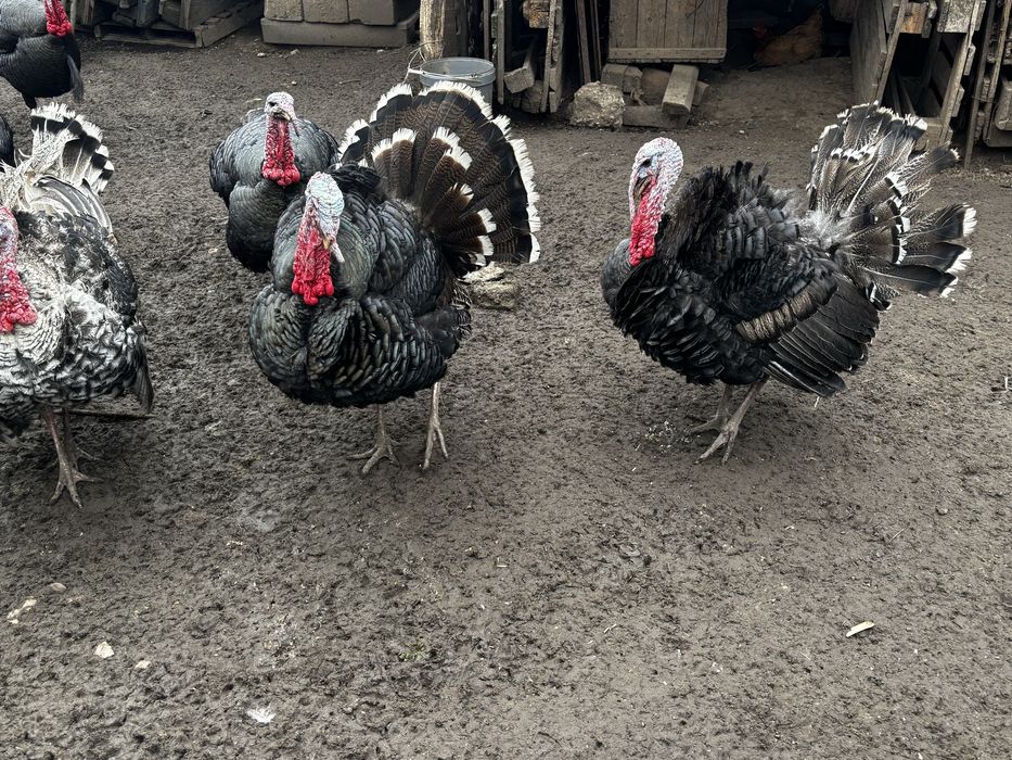 Curcani si curci de vanzare