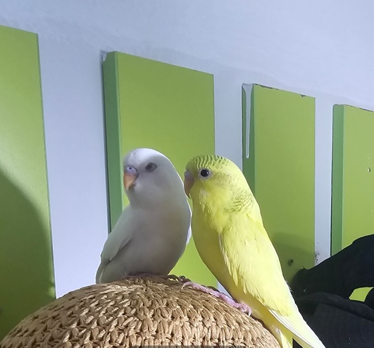 Волнистый попугай,домашние