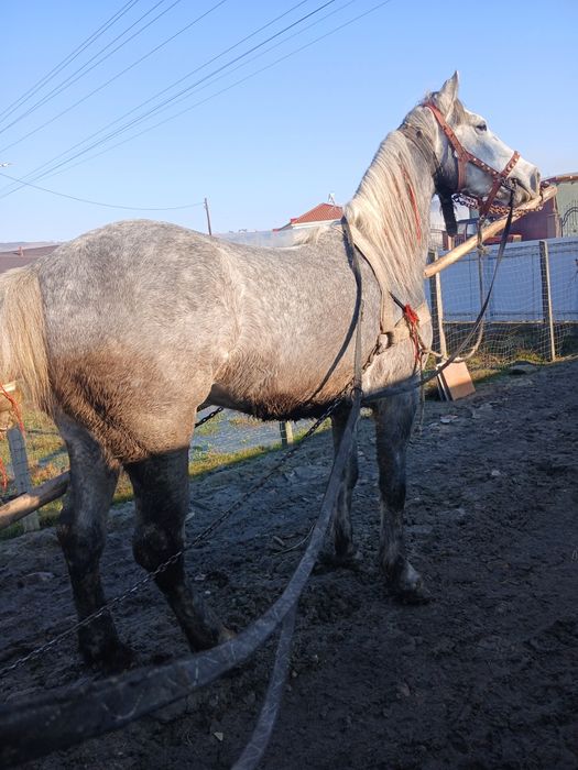 De vânzare cal castrat