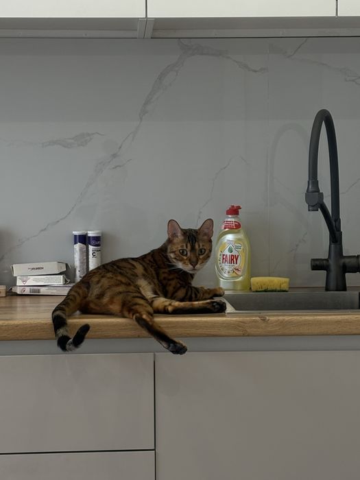 Продам бенгальского кота