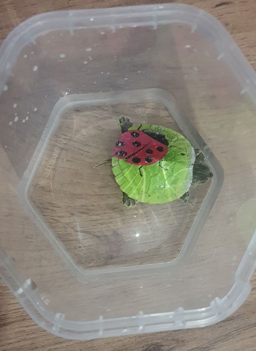 Черепаха маленькая 5 см