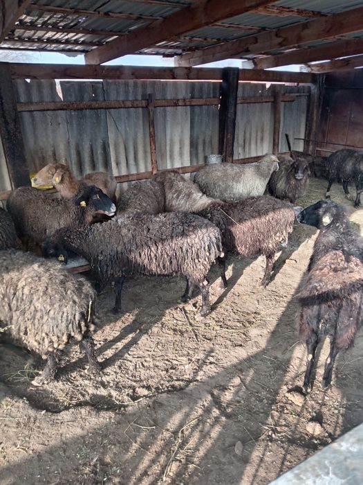 Продам баранов откорм  қой сатылады