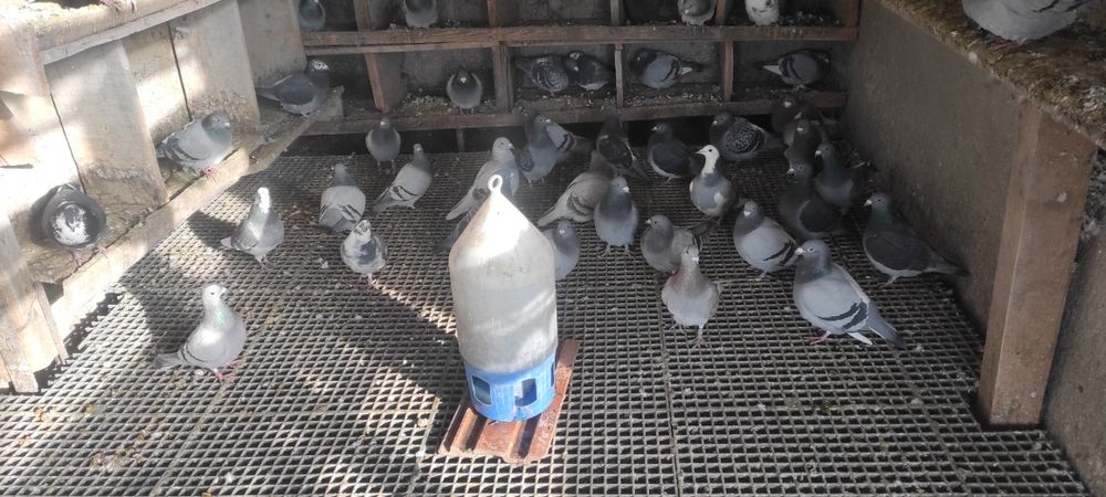 Vand porumbei voiajori