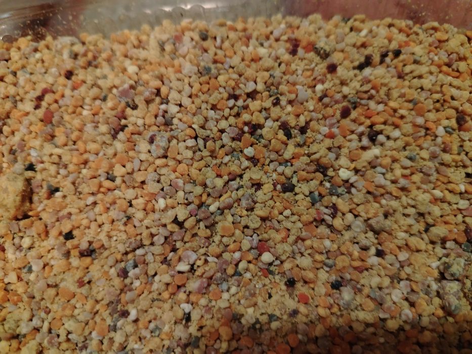 Vand polen crud de la 45--70 lei