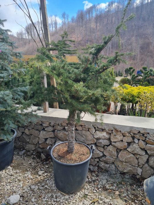 Amenajări Grădini cu Plante Verzi – Servicii de Montaj Inclus