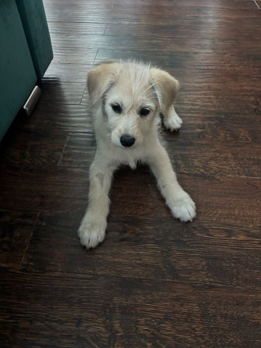 Щенок Бонни в добрые руки