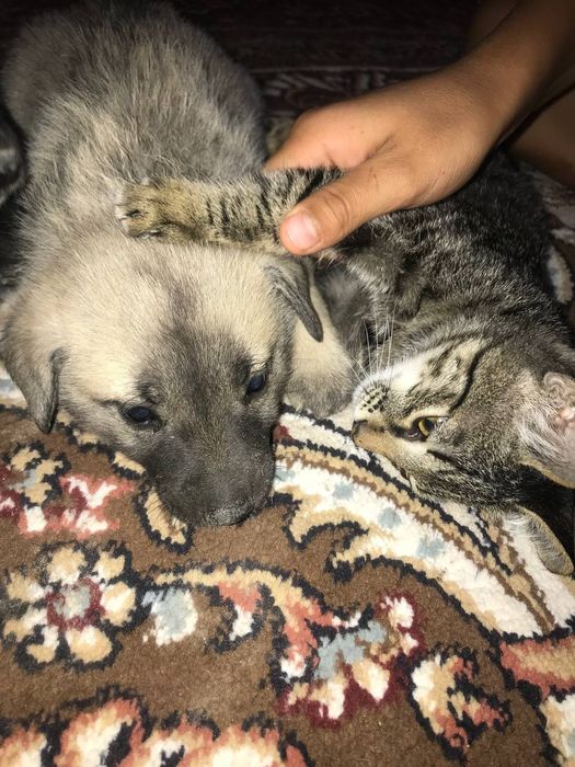 Хаски кушык сатылады