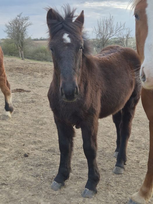 Manz negru de vanzare