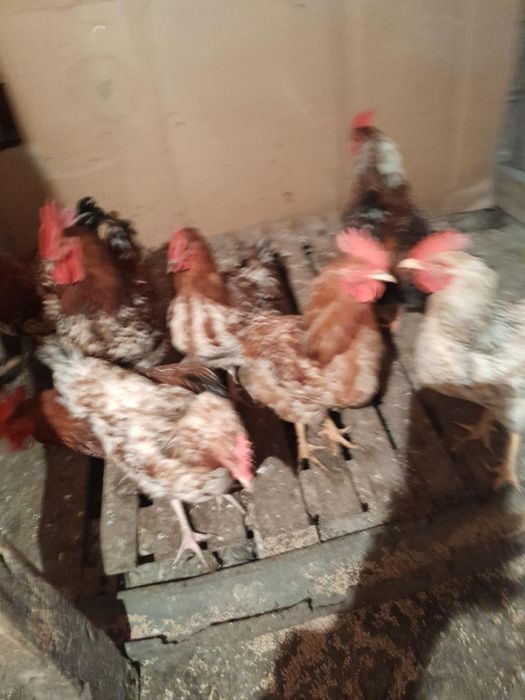 Продавам 10 месечни петли