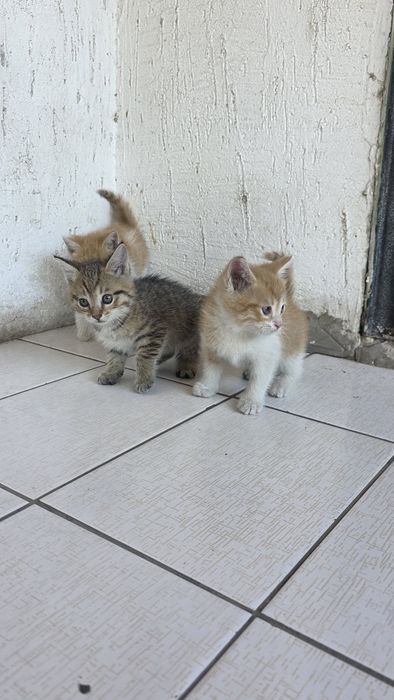 Отдам котят бесплатно