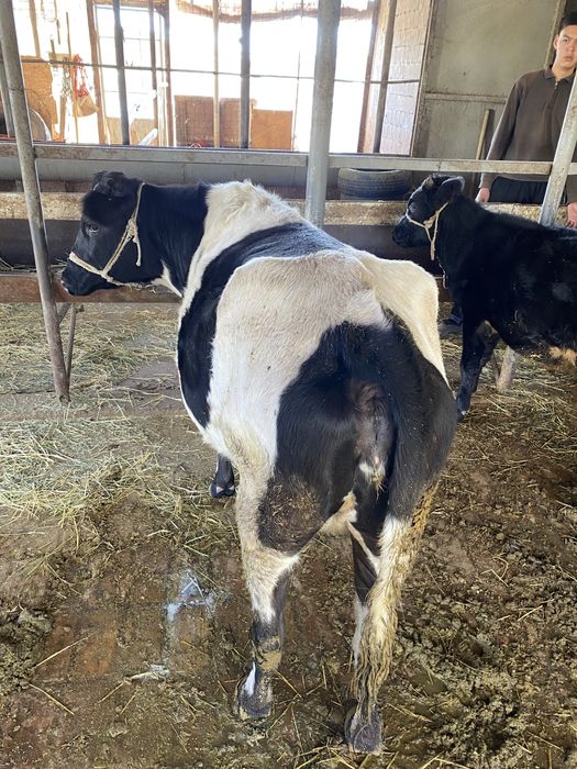 Токал сиыр ети сатылады