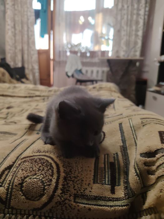 Отдам котёнка бесплатно