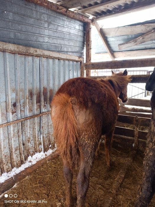 Продам тайчики (девочки)