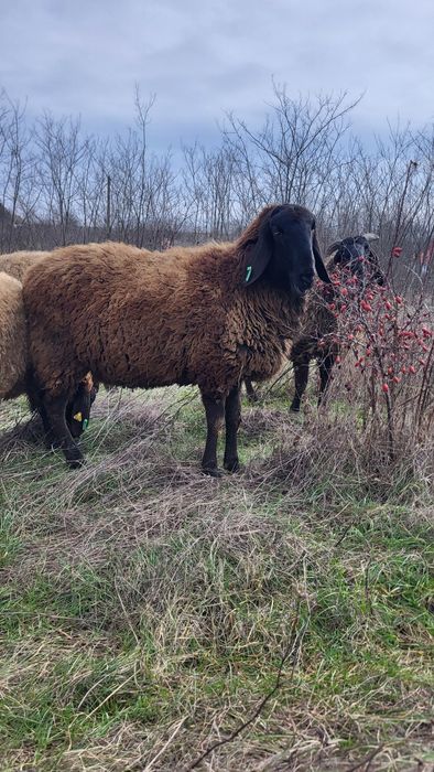 Vând berbec carabas