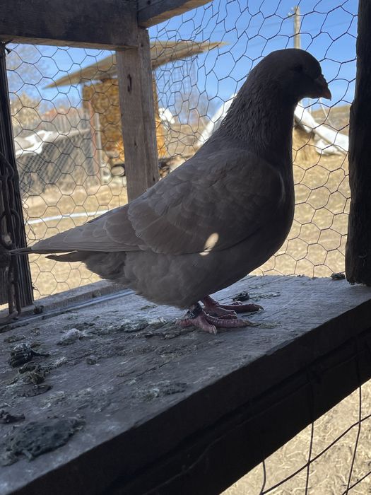 Femela de vanzare, fac schimb si cu femela de king!