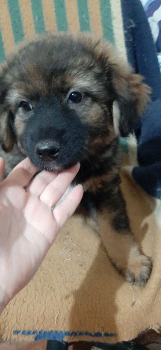 Отдам щенков только в добрые руки.