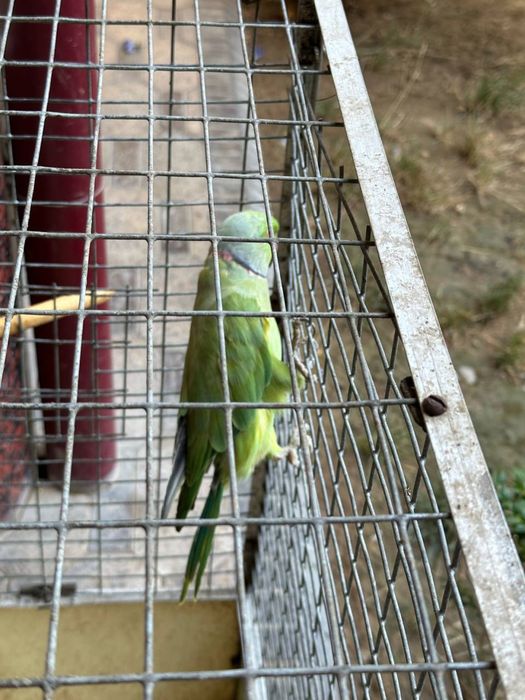 Ojirella ajirella popugay