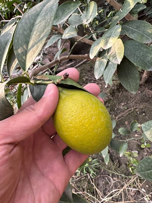 Деревья лимона 9 летние