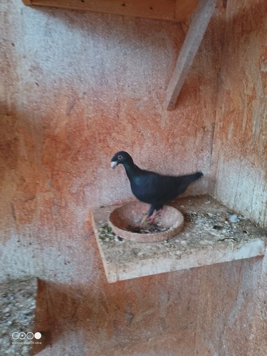 Porumbei voiajori de frumusete