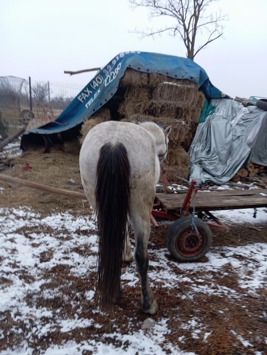 Vând cal  de făcut treabă