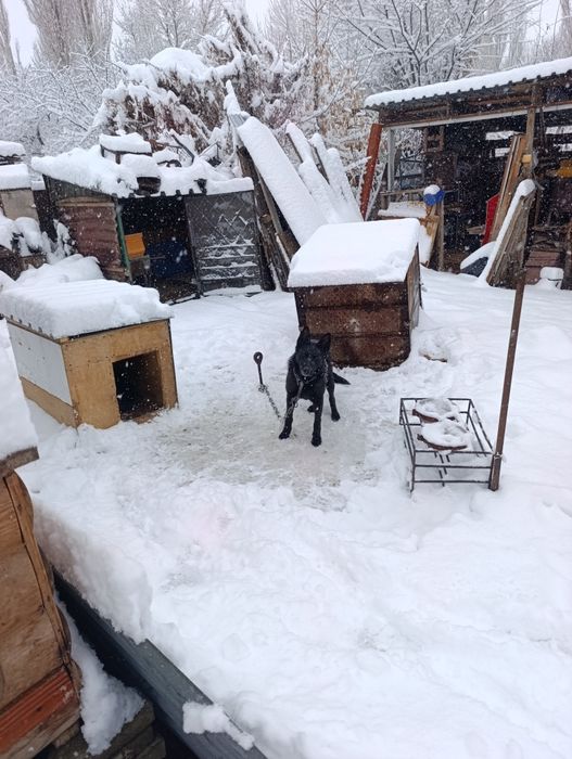 Индюк индюки индюки