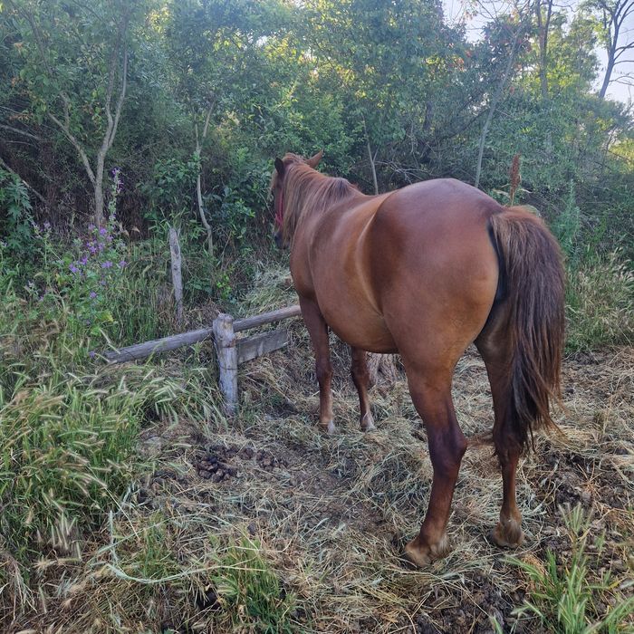 Iapa de vânzare Bârlad