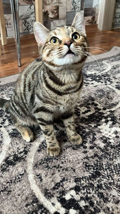 Отдам даром кошку