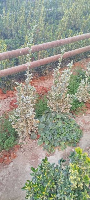 Shamshod bereskilet 
Optom