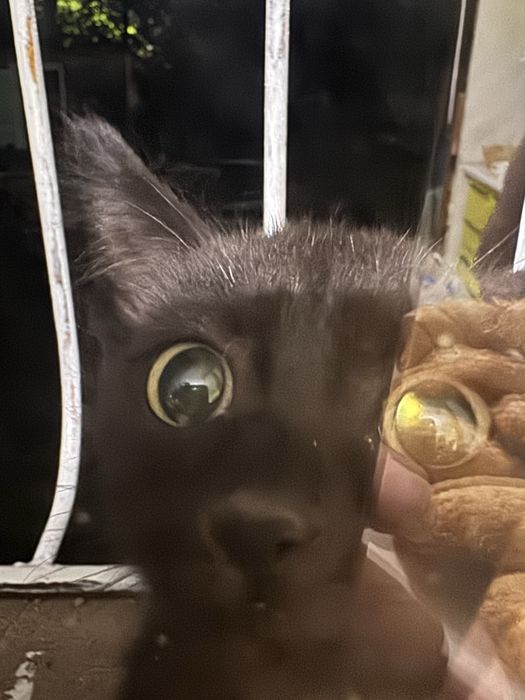 Кошка в добрые руки