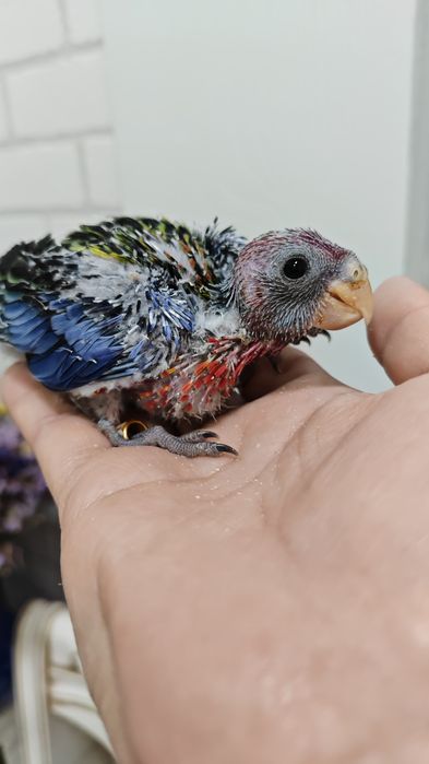 Продаётся птенец, попугая Красной Разеллы,