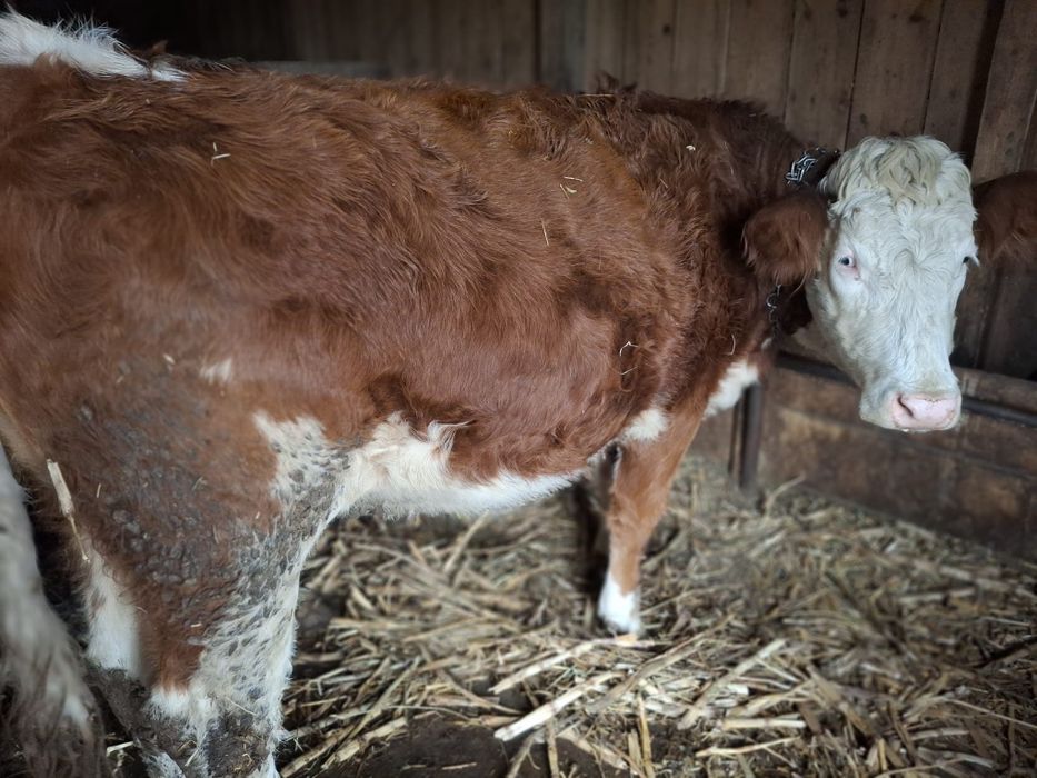 Vând 3 junici si o vaca