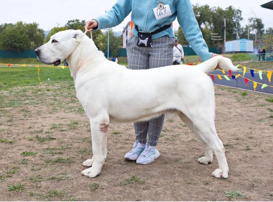 Продаются щенки алабай