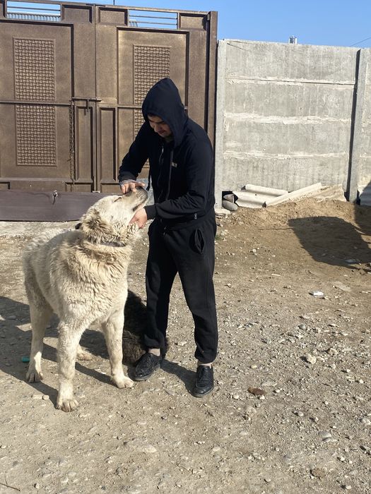 Супертяж 10 ай