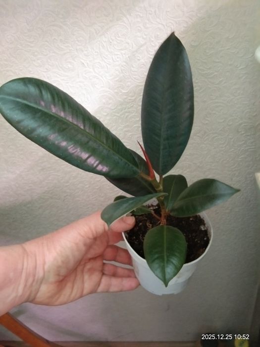 Фикус каучуканосный- оберег дома