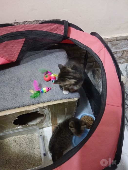 Котятам нужна семья!