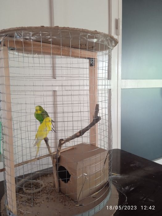 Papugay qafas sotiladi