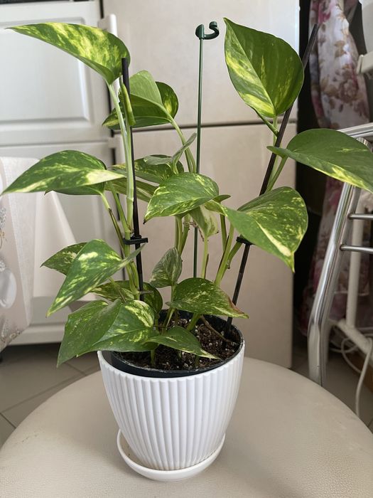 Продам комнатные цветы