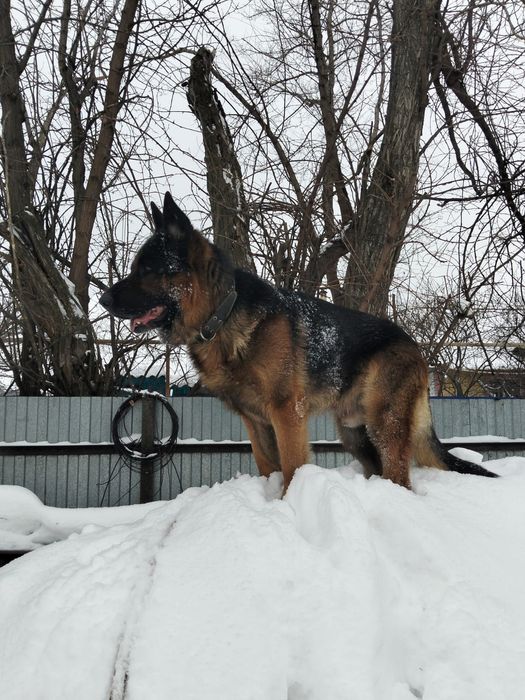 Кобель, четыре года