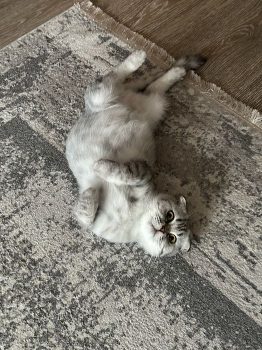Нужен котик для вязки