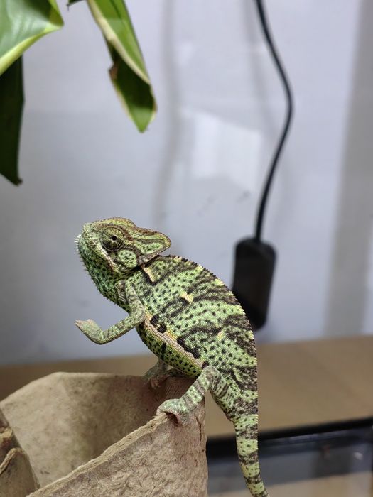 Cameleoni Calyptratus (gecko/agama/cameleon/phelsuma)